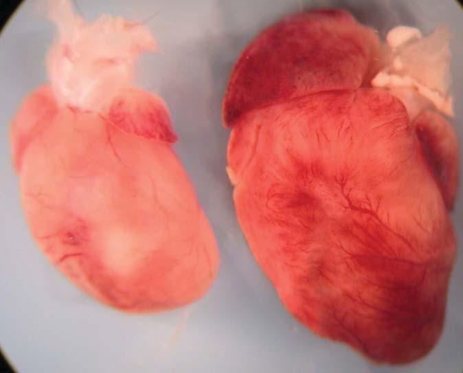 MICE HAVE HYPERTROPHIED RIGHT VENTRICLE AND RIGHT ATRIAL