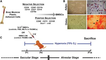 ISOLATION AND DIFFERENTIATION OF BONE MARROW STROMAL CELL CULTURES AND