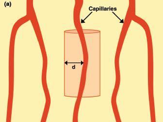 The density of capillaries is a primary determinant of