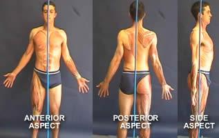 Posture & Muscle Imbalance Neutral alignment occurs when the parts of the body are balanced and symmetrical around the line of gravity: the right and