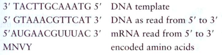 Protein-Coding Gene DNA sequence representing the beginning segment of a
