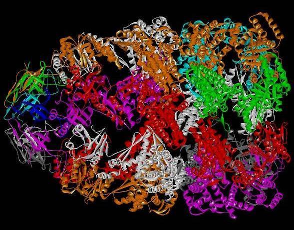 Three-Dimensional Structure of Proteins Tertiary structure: While backbone