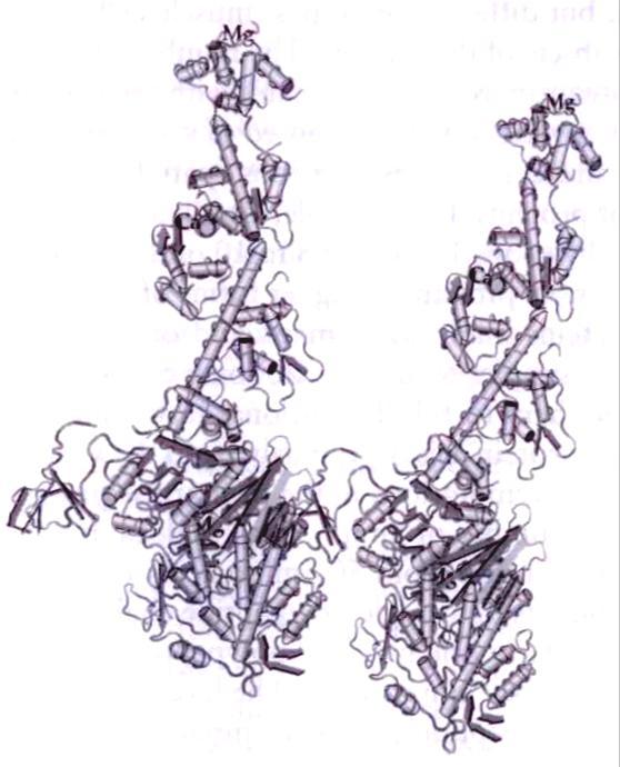 3D Molecular Graphics of Scallop Myosin I α-helix: