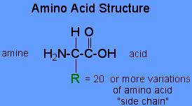 Amino Acids Proteins are the basis for the major structural components of animal and human tissue Linear chains of amino acids residues Amino Acids (AA): 1 central carbon atom + 4 subgroups {amino