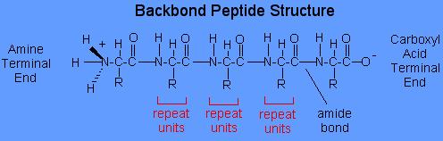 Synthesis of Polypeptides & Proteins Amino group join to carboxyl group and lose one water molecule Condensation reaction (amide synthesis reaction) Covalent bond between 2 amino acid residues is