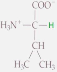 Amino Acids with Hydrocarbon Chains Glycine (gly, G): simplest AA with a hydrogen