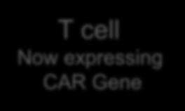 cell Now expressing CAR Gene 3.