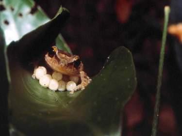 coqui frogs in Hawaii Coqui frogs are probably more successful than