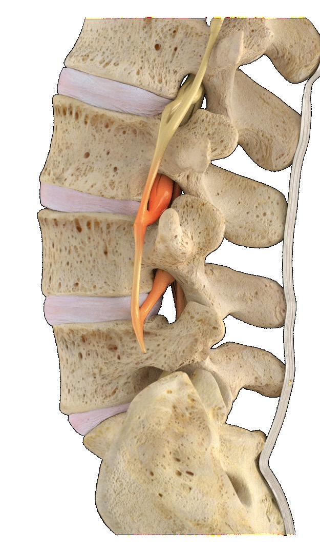 It is surrounded by the vertebrae.
