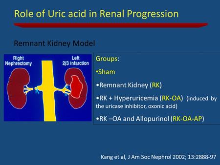 Slide 28 This is very important study by Kang they investigated the role of uric
