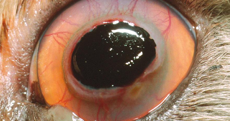 A large sequestrum in a Persian cat s left eye. There are blood vessels invading the cornea around it Corneal sequestrum What is the cornea? The cornea is the clear window of the eye.