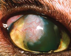 What causes a corneal sequestrum?