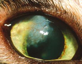 However, even today, it is not known why the majority of patients develop corneal sequestra.