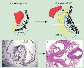 Current knowledge of the role of FGF and Bmp4 in liver development FGF secreted by cardiac mesoderm (red) induces ventral endoderm to produce hepatoblasts.