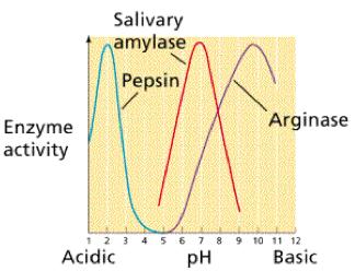Enzymes have an op-mum ph at which they work fastest. Above or below the op-mum ph, the rate decreases as more of the enzymes are denatured.