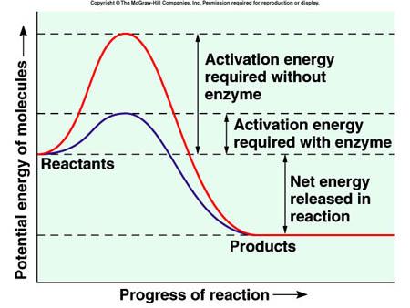 Enzymes are organic catalysts. Enzymes are a special group of proteins.