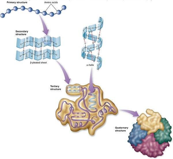 An enzyme s func-on is determined by its complex three-dimensional structure.