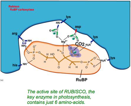 Enzymes are specific. The reac-on takes place in the enzyme s ac>ve site.