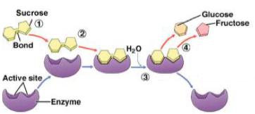Enzymes are specific because other molecules will not fit into the ac-ve site their shape is wrong.
