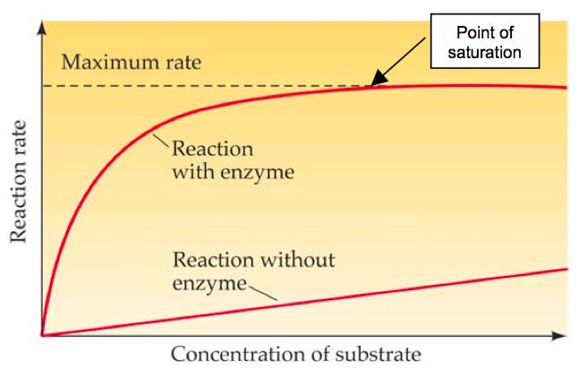 Enzyme Concentra-on As the enzyme concentra-on increases, the rate of the reac-on also increases. There are more enzyme molecules available to catalyze the reac-on.