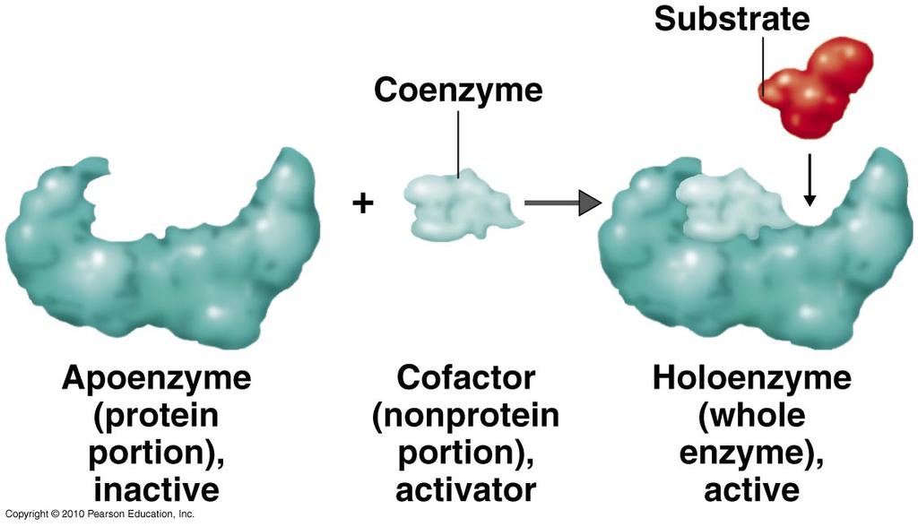 How do we ac>vate enzymes? Enzymes can use cofactors & coenzymes. Cofactors and coenzymes are small non-protein molecules that enhance the enzyme s func-on.