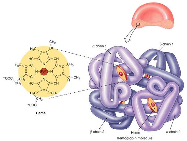 An example of a cofactor is the heme por-on of the protein hemoglobin. Hemoglobin is the protein found in red blood cells.
