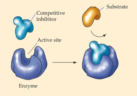 Compe--ve Inhibitors A compe--ve inhibitor molecule has a similar structure to the substrate molecule, and so it can fit into the ac>ve site of the enzyme.