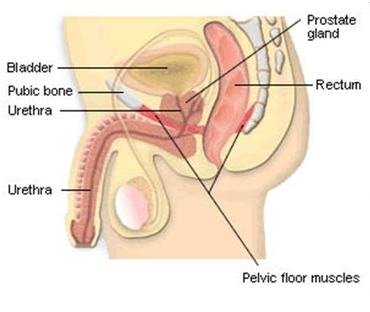 Men USI Radiation Surgery post prostectomy PFMT pre