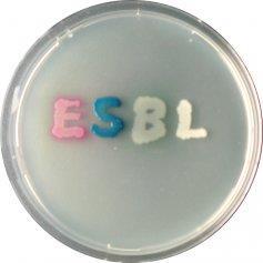 ESBL positive gram negative bacteria Extended-spectrum beta-lactamase Enzyme produced by certain bacteria making them resistant to Penicillin, Carbapenems and 3 rd