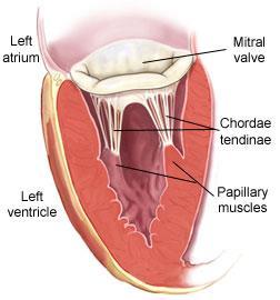 There s something about the Mitral Valve It s not round,