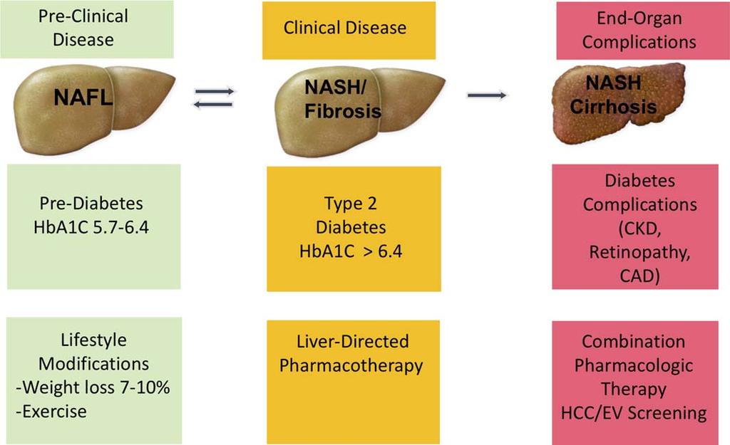 FIG 1 Similarities in disease spectrum and management between NAFLD and T2DM.