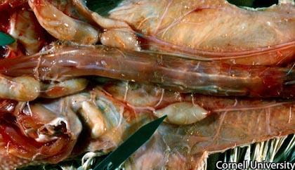 Broilers or Young Breeders & Layers Vagus nerve