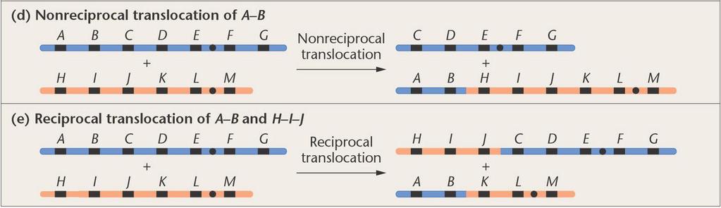 Aberrations in Chromosome Structure Deletions Duplications Inversions