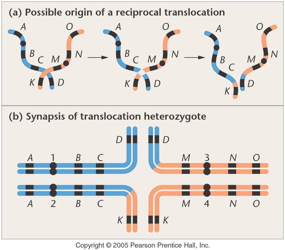 Reciprocal Translocation Causes unusual homolog