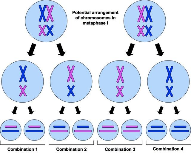 Genes on the same chromosome are inherited together Genes on different chromosomes are inherited