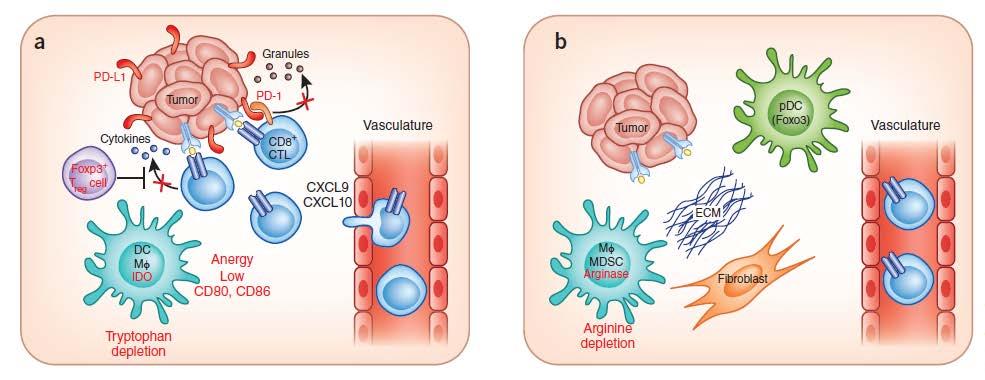 Working model of the immunobiology of T cellinflamed and non-t cell-inflamed tumors T cell-inflamed Non- T cell-inflamed Chemokines Low inflammatory signature CD8 + T cells Absent intratumoral CD8 +