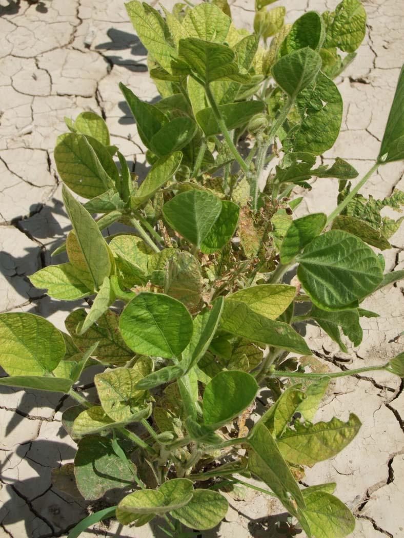 Iron chlorosis. The upper leaves become chlorotic. (Photo by Bill Schapaugh, K-State) Magnesium. Lower leaves will be pale green, with yellow mottling between the veins.