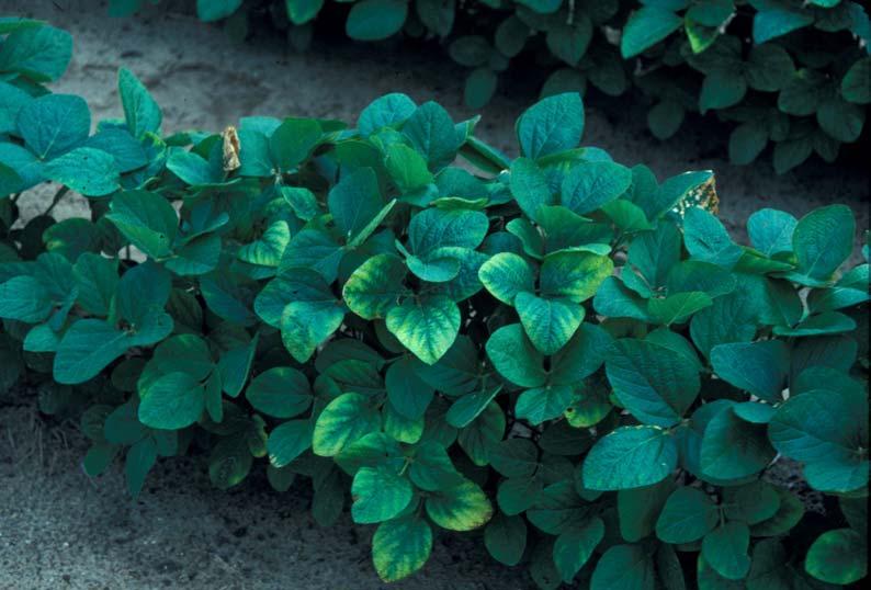 Phosphorus. Phosphorus deficiency may cause stunted growth, dark green coloration of the leaves, necrotic spots on the leaves, a purple color to the leaves, and leaf cupping.