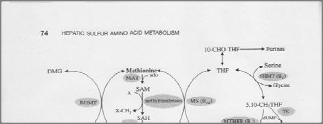 Hepatic sulfur amino acid metabolism, in