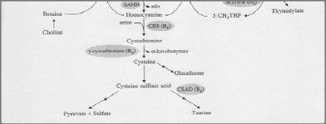 , Glutathione and Sulfur Amino Acids in Human