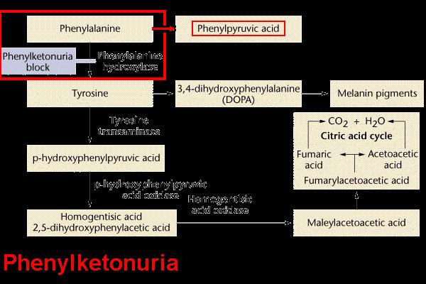 Inherited enzymatic defects due to point mutations A. reduced enzymatic activity B. reduced enzyme levels metabolic block a. substrate or intermediate products accumulation tissue toxicity (es.