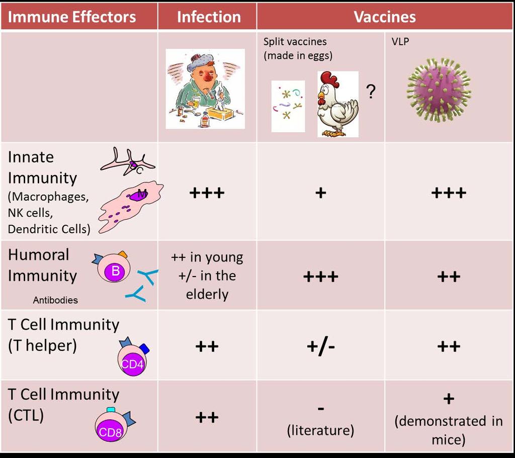 responses: Immune responses in case of flu infection &