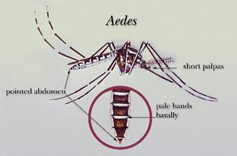 Arthropod vector Mosquitoes Aedes