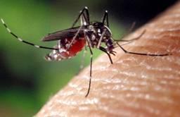 Reservoir Mosquitoes Aedes species Transovarial transmission Eggs dormant in soil for long periods Heavy rainfall, eggs hatch