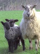 Lambs and Kids Incubation period: 12-36 hrs Newborn deaths High fever, listless, anorexia Death - 12