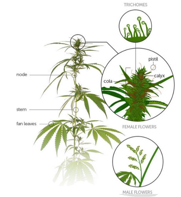 CANNABIS: THE PLANT Page 4 Cannabis, a flowering herb which is a member of the hemp family is a native of Asia which is now cultivated worldwide.