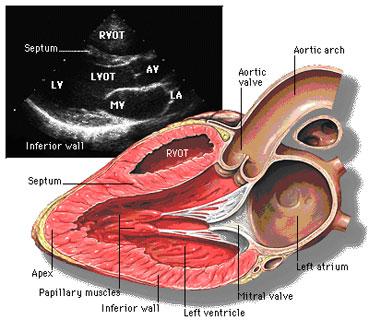 Monitoring for Cardiotoxicity Cardiac Echocardiogram Monitor left ventricular fractional shortening