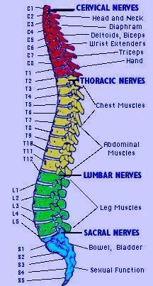 The Spinal Nerves 31 pairs of nerves 8