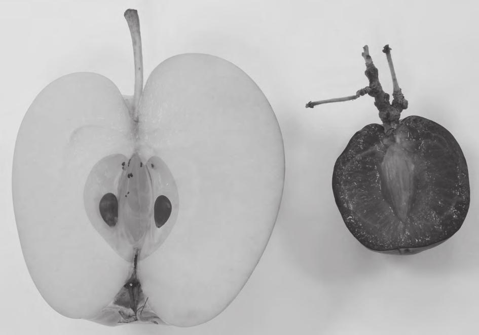2 1 Fig. 1.1 shows two fruits, an apple and a plum, cut in half.