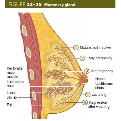 (1) Before pregnancy, the gland is inactive, with small ducts and only a few small secretory alveoli. (2) Alveoli develop and begin to grow early in a pregnancy.